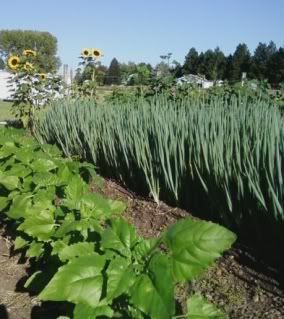 Japanesebunchingonions.jpg