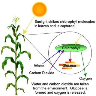 Photosynthesis.jpg