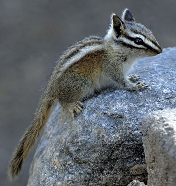 lodgepole chipmunk