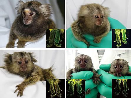 transgenic marmosets