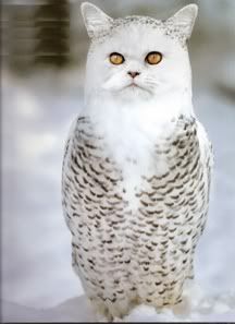 Cat Owl