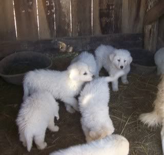 How to post pics.... - Computer Questions