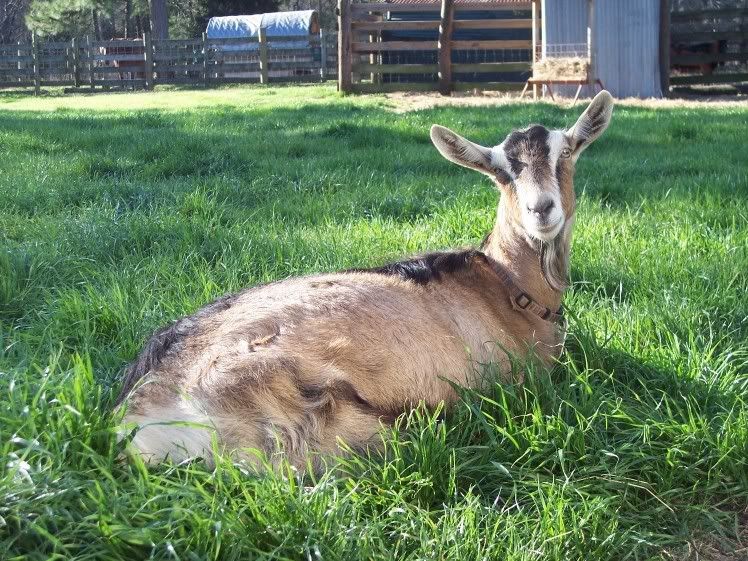 Lets See Em! (your Best Pictures! ) - Goats