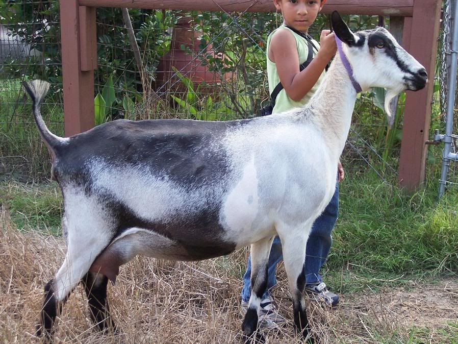 Lets See Em! (your Best Pictures! ) - Goats