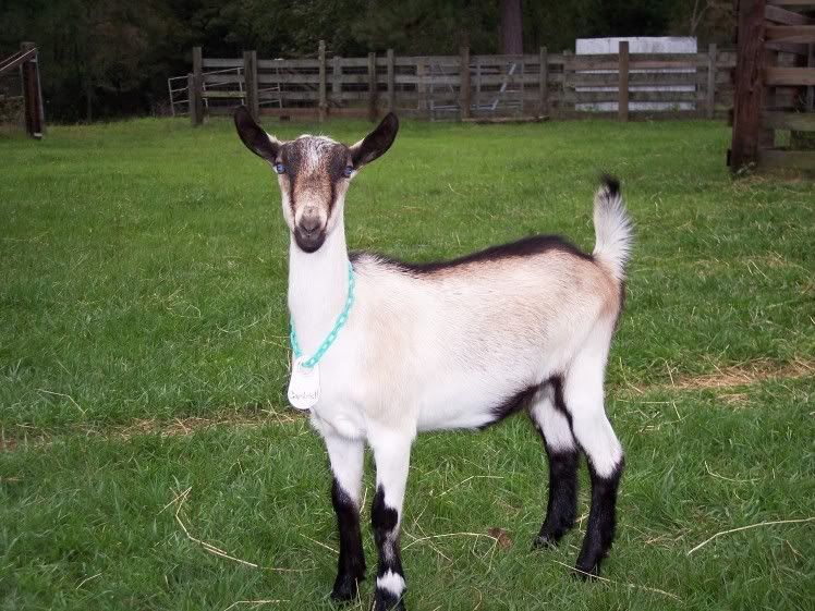 Lets See Em! (your Best Pictures! ) - Goats