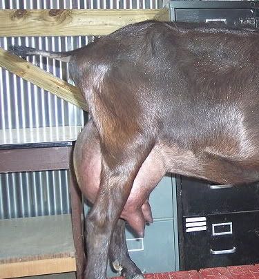 Lets See Em! (your Best Pictures! ) - Goats