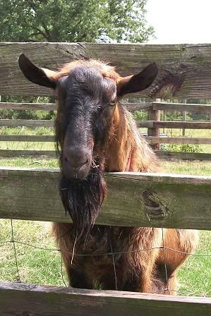 Buck Pictures - Goats