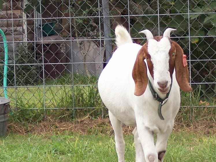 Lets See Em! (your Best Pictures! ) - Goats