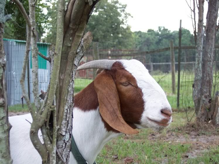All Hail Her Royal Majesty! - Goats