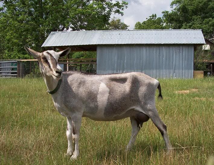 All Hail Her Royal Majesty! - Goats