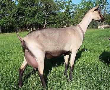 Lets See Em! (your Best Pictures! ) - Goats