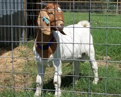 Buck Pictures - Goats