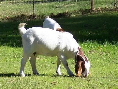 Lets See Em! (your Best Pictures! ) - Goats