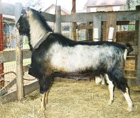 Lets See Em! (your Best Pictures! ) - Goats