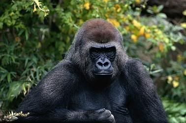 Genus Gorilla