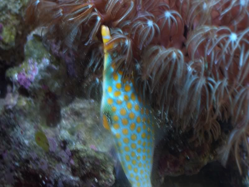 orange spotted filefish care