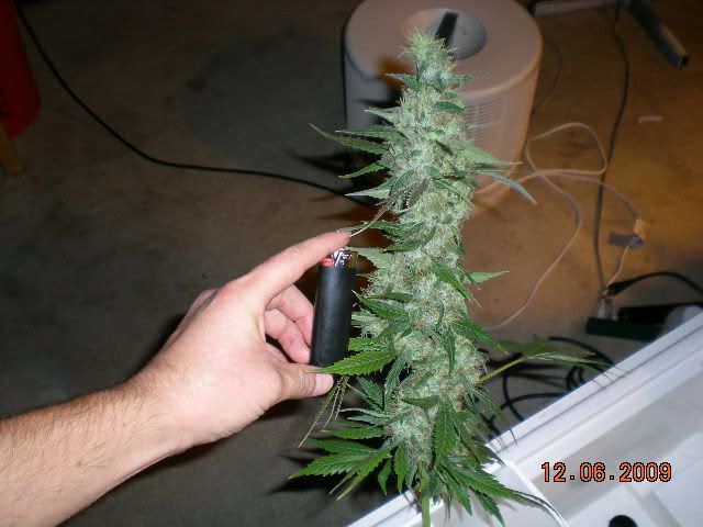 DSCN6867.jpg