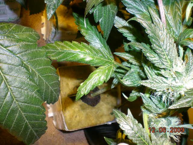 DSCN6884.jpg