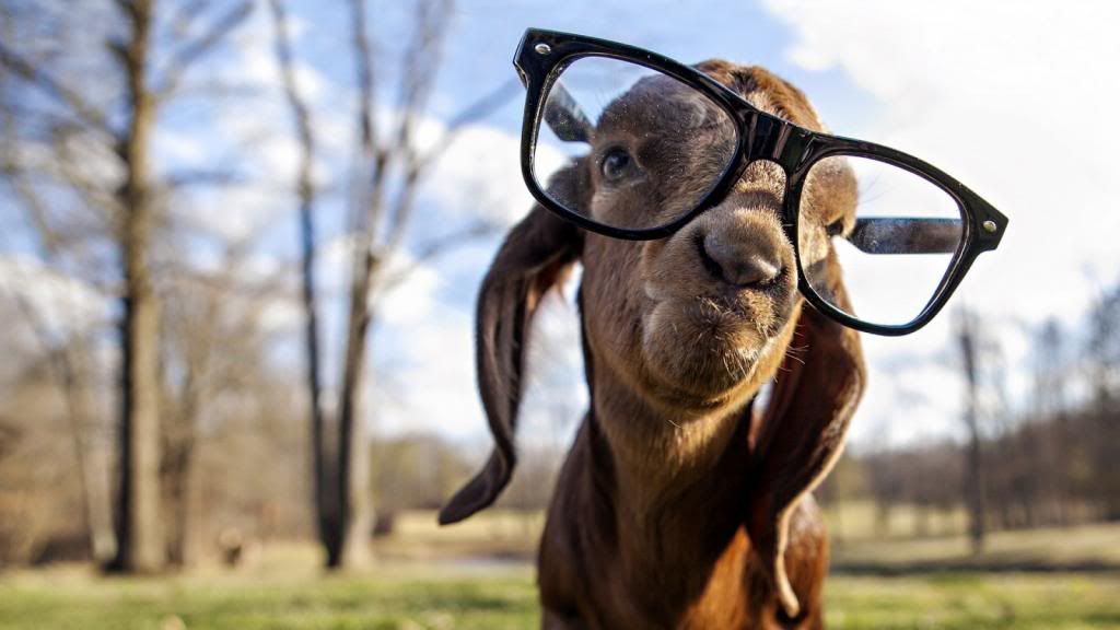 2013-11-Funny-Goat-With-Glasses-Picture-Wallpaper_zps3ae9aae9.jpg