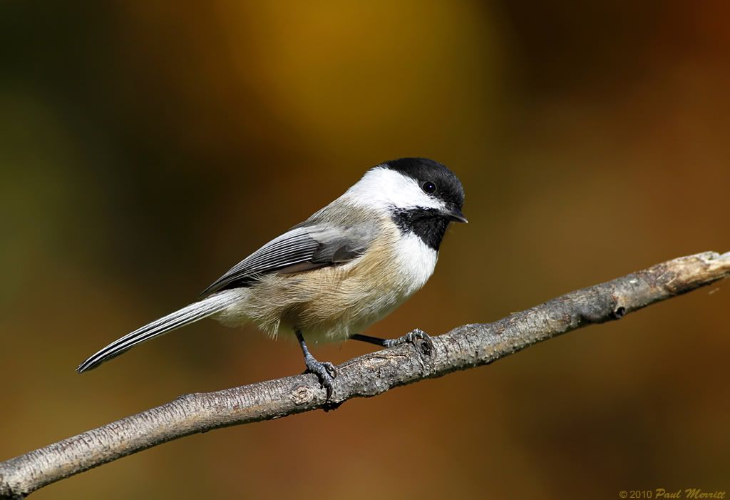 IMAGE: http://i60.photobucket.com/albums/h33/Airedale1/BCC12010.jpg