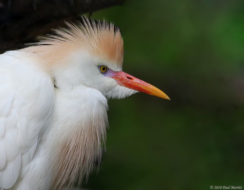 IMAGE: http://i60.photobucket.com/albums/h33/Airedale1/CattleEgret3.jpg