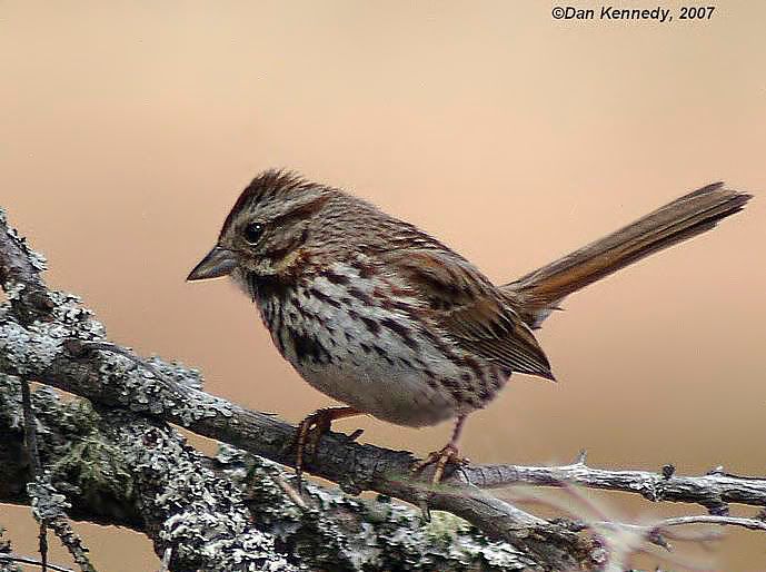 IMAGE: http://i60.photobucket.com/albums/h33/Airedale1/DPP_1370.jpg