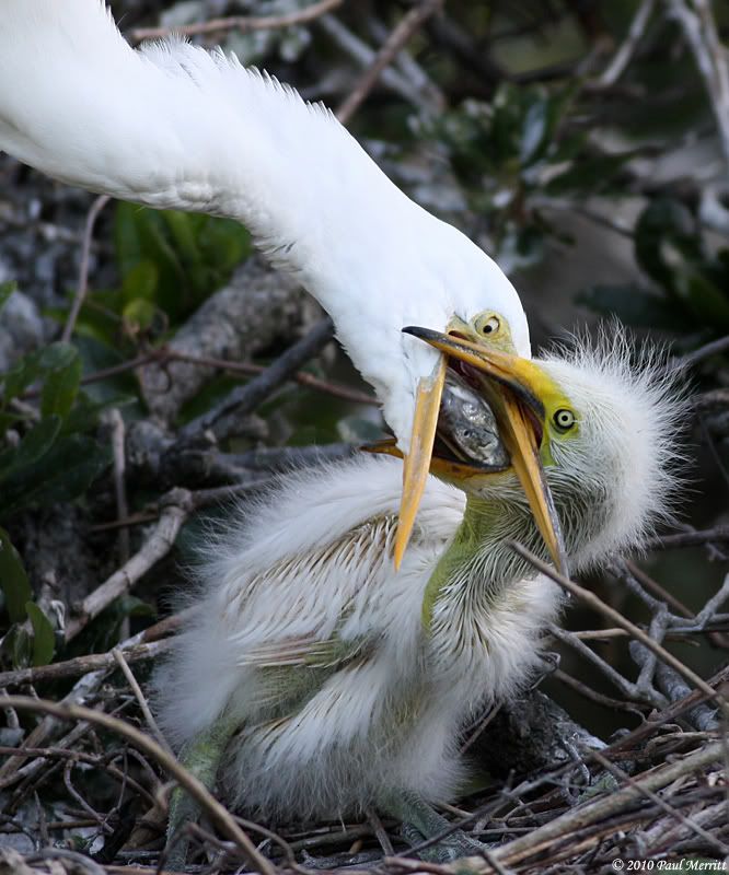 IMAGE: http://i60.photobucket.com/albums/h33/Airedale1/EgretChick2.jpg