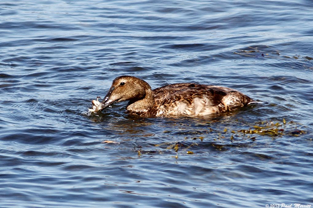 IMAGE: http://i60.photobucket.com/albums/h33/Airedale1/FeiderCrab_zps867d876e.jpg