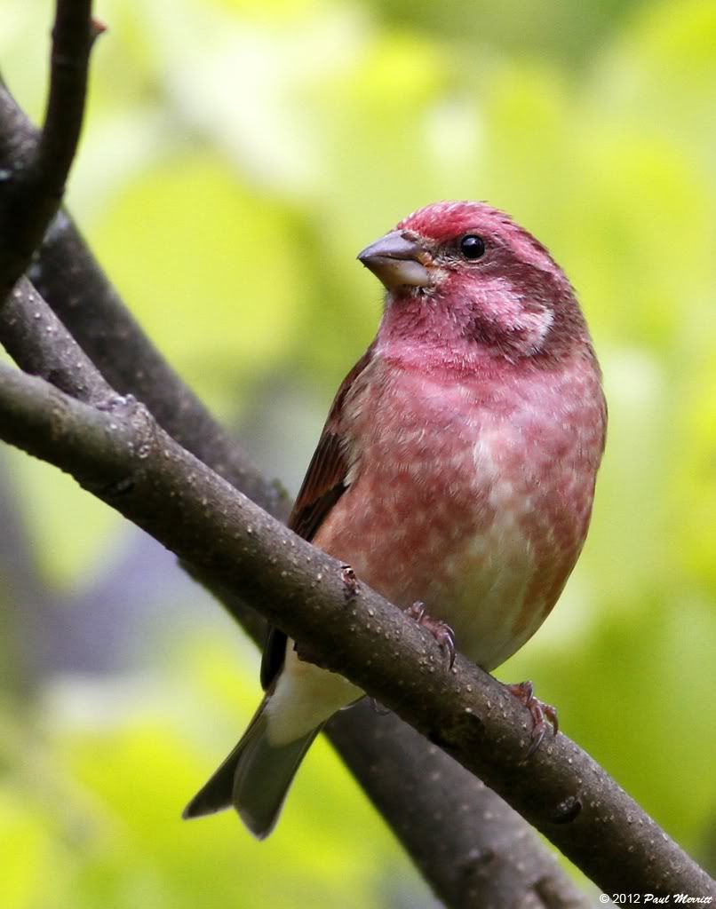 IMAGE: http://i60.photobucket.com/albums/h33/Airedale1/Finch1-1.jpg