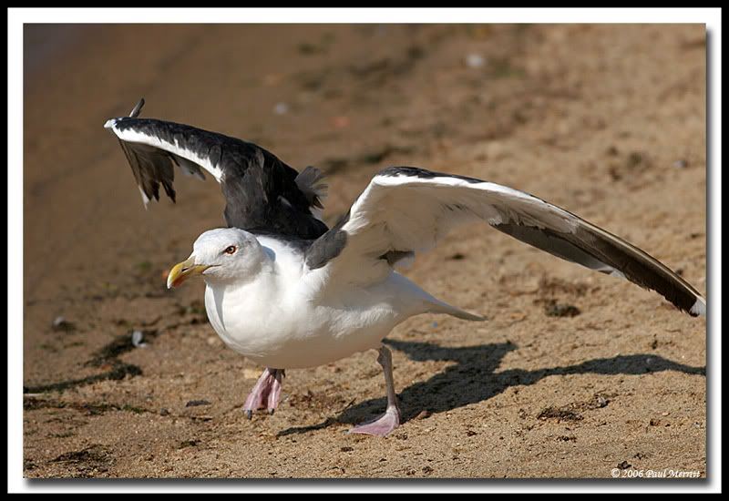 IMAGE: http://i60.photobucket.com/albums/h33/Airedale1/GBBG14.jpg