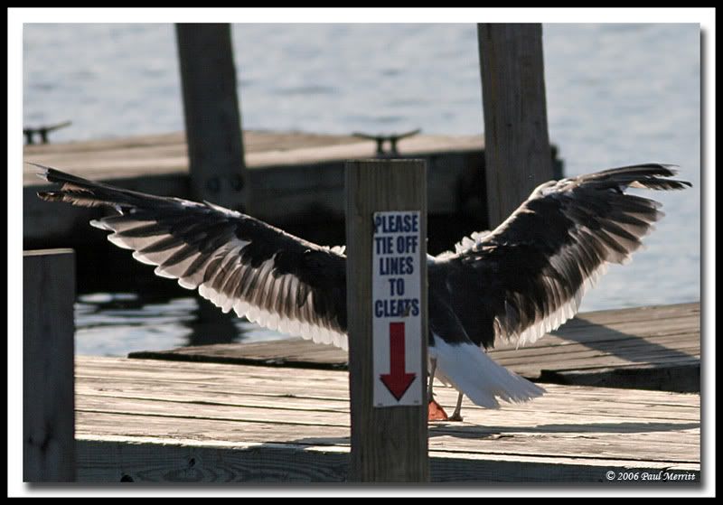 IMAGE: http://i60.photobucket.com/albums/h33/Airedale1/GBBG15.jpg