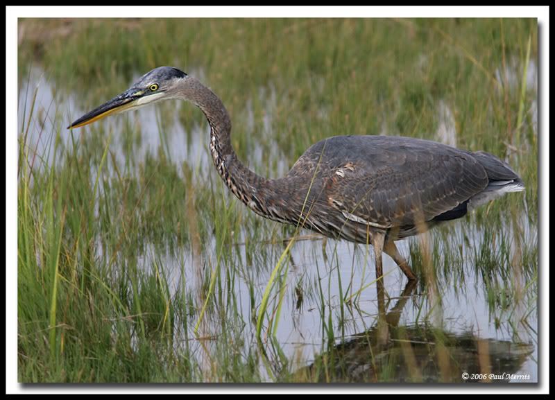 IMAGE: http://i60.photobucket.com/albums/h33/Airedale1/GBH31.jpg