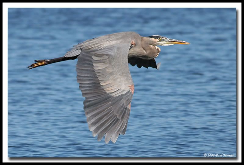 IMAGE: http://i60.photobucket.com/albums/h33/Airedale1/GBH33.jpg