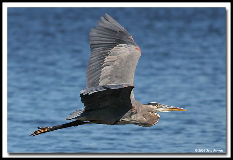 IMAGE: http://i60.photobucket.com/albums/h33/Airedale1/GBH34.jpg