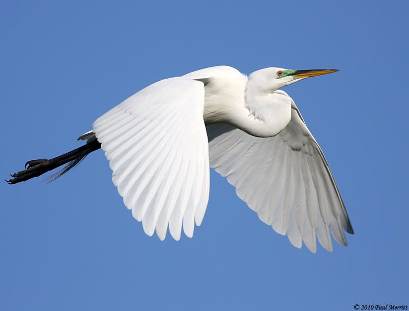 IMAGE: http://i60.photobucket.com/albums/h33/Airedale1/GreatEgret1-1.jpg