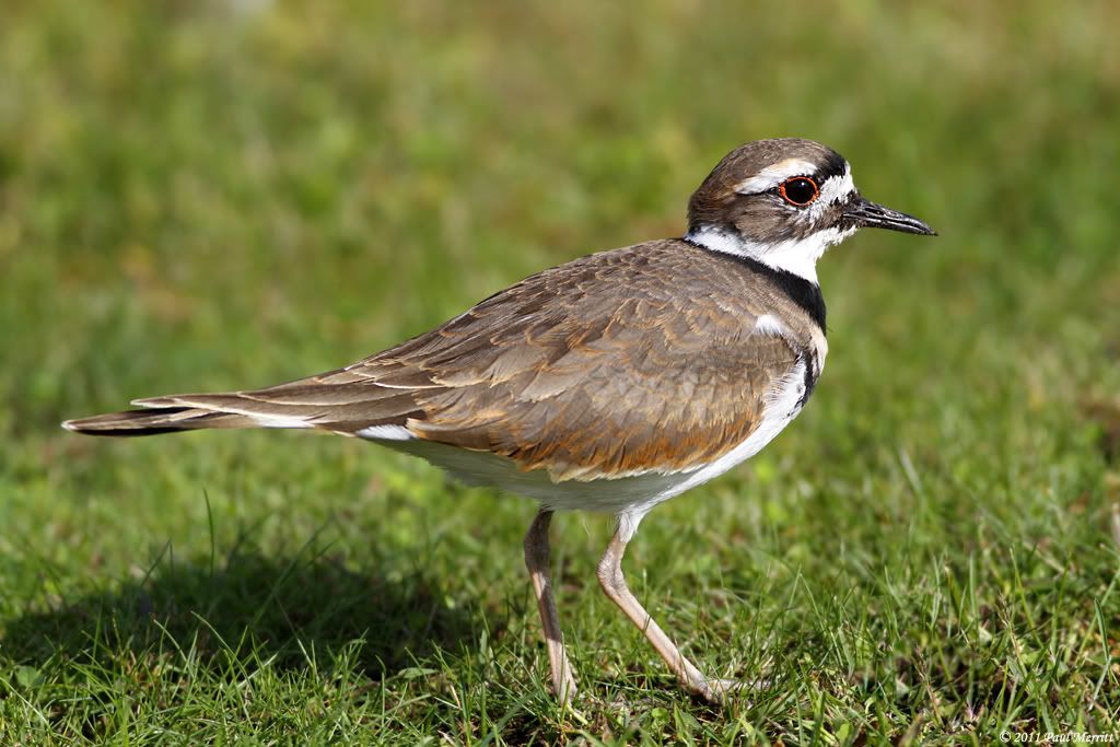 IMAGE: http://i60.photobucket.com/albums/h33/Airedale1/Killdeer.jpg