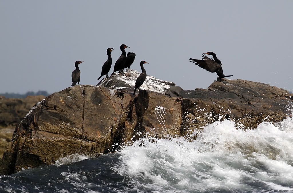 IMAGE: http://i60.photobucket.com/albums/h33/Airedale1/Maestro.jpg