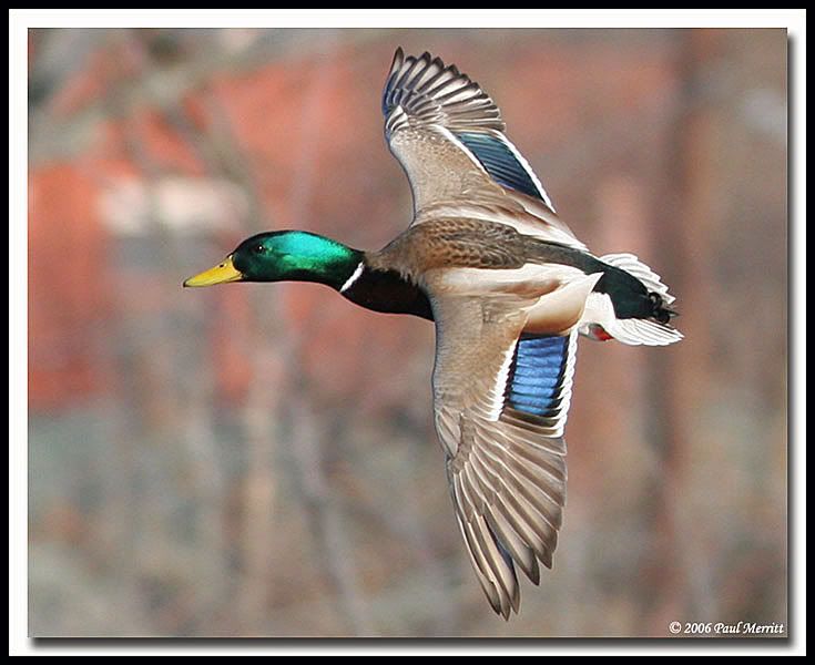 IMAGE: http://i60.photobucket.com/albums/h33/Airedale1/Mallard10.jpg
