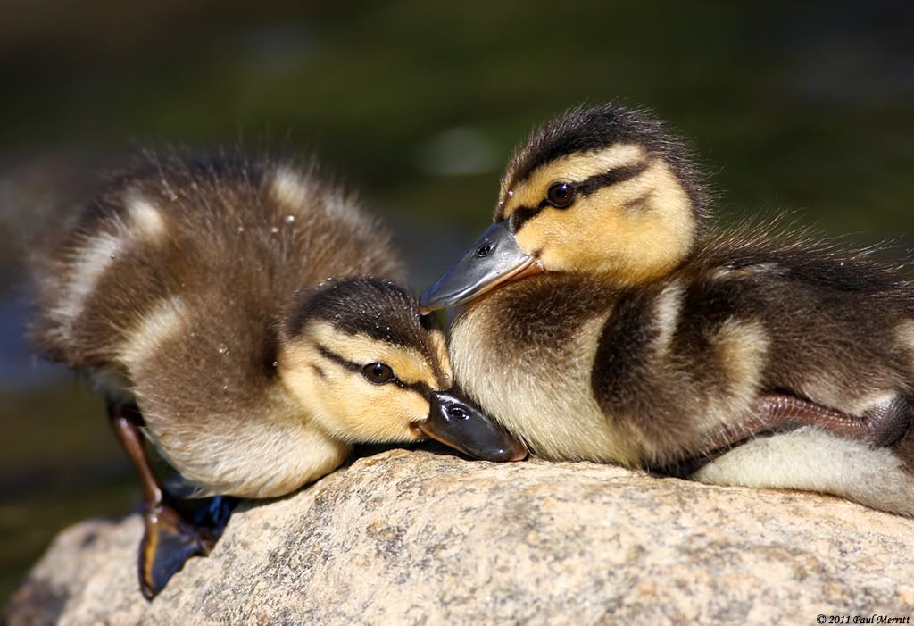 IMAGE: http://i60.photobucket.com/albums/h33/Airedale1/MallardChick3-1.jpg
