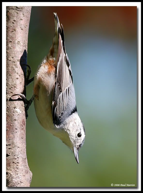 IMAGE: http://i60.photobucket.com/albums/h33/Airedale1/NH4.jpg