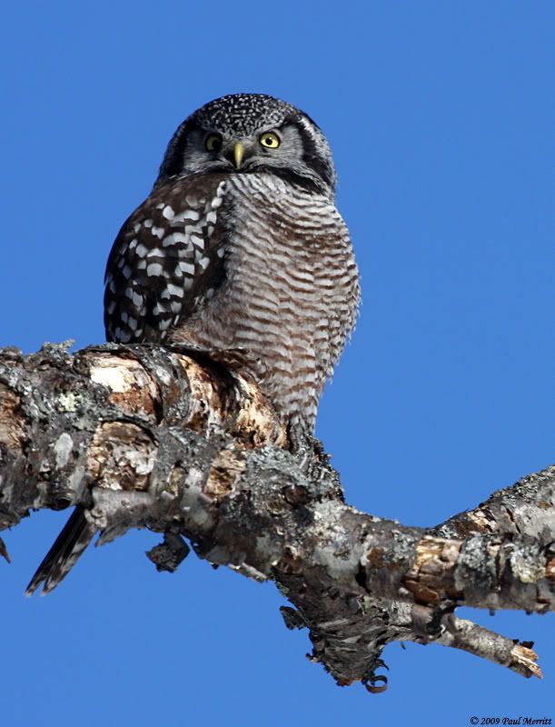 IMAGE: http://i60.photobucket.com/albums/h33/Airedale1/NHO3.jpg