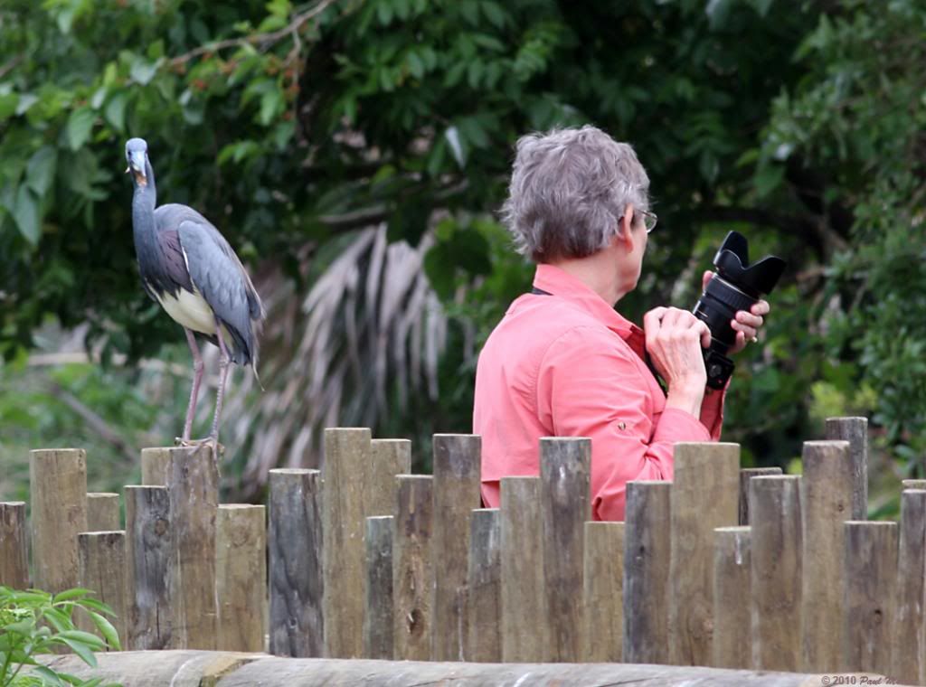 IMAGE: http://i60.photobucket.com/albums/h33/Airedale1/Oblivious_zps4cee902b.jpg