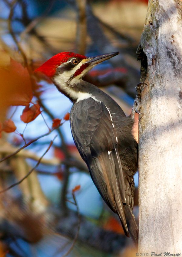 IMAGE: http://i60.photobucket.com/albums/h33/Airedale1/Pilla_zpsae2d4bb7.jpg