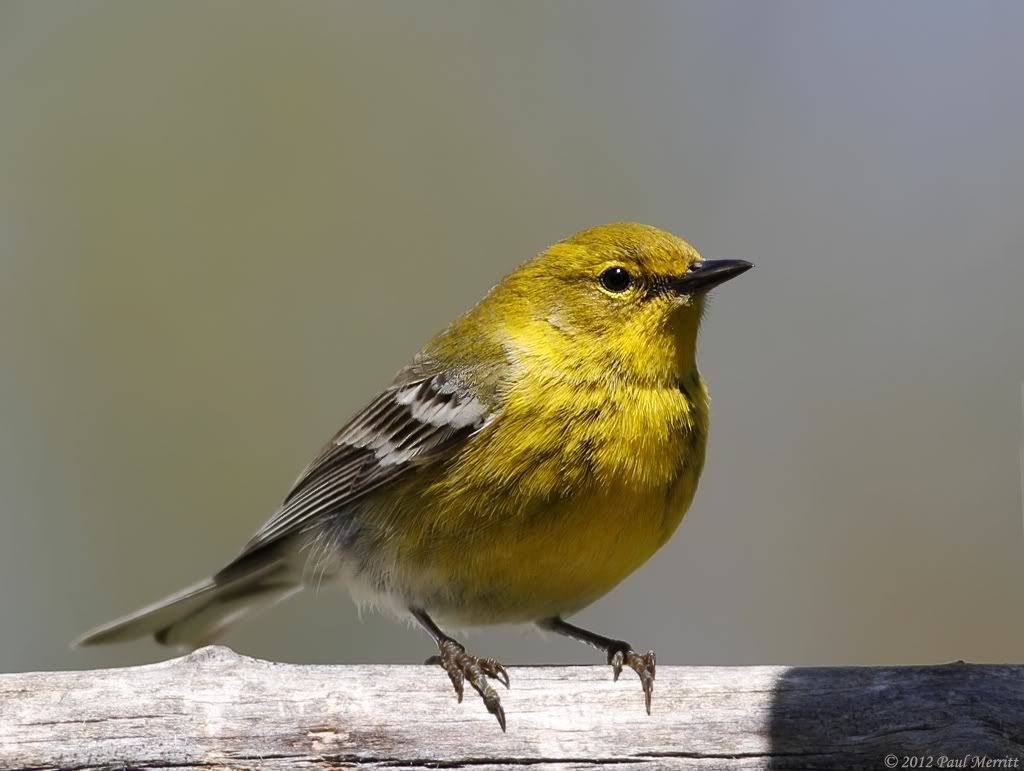 IMAGE: http://i60.photobucket.com/albums/h33/Airedale1/PineWarbler3.jpg