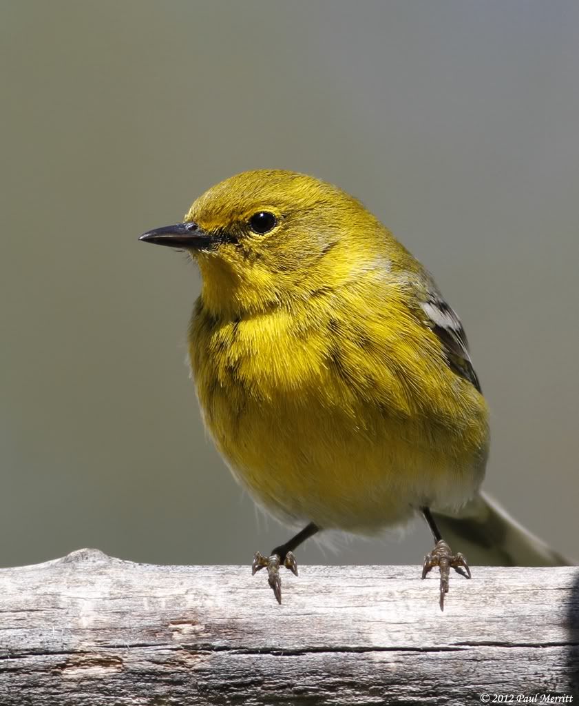 IMAGE: http://i60.photobucket.com/albums/h33/Airedale1/PineWarbler4.jpg