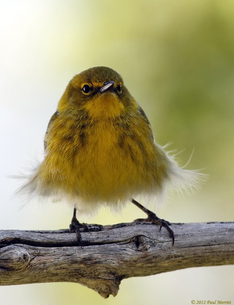 IMAGE: http://i60.photobucket.com/albums/h33/Airedale1/PineWarbler5.jpg