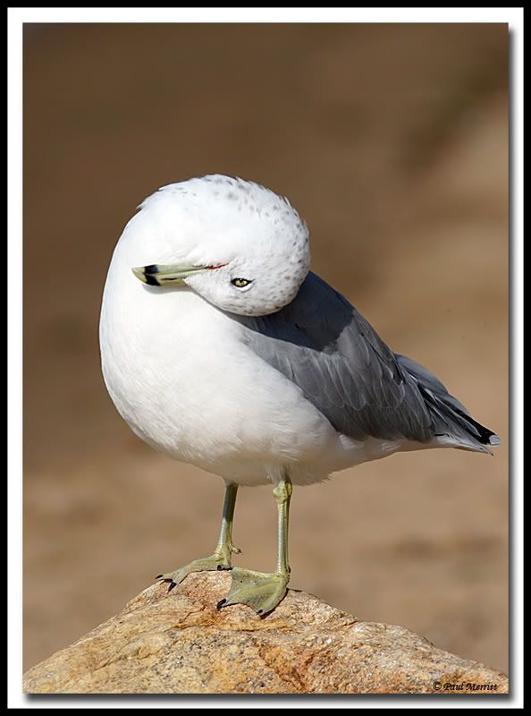 IMAGE: http://i60.photobucket.com/albums/h33/Airedale1/RBG1.jpg