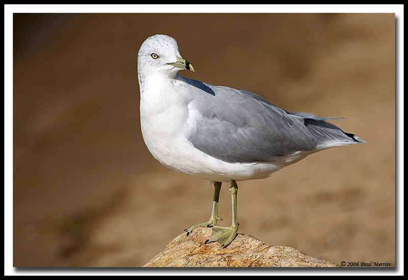 IMAGE: http://i60.photobucket.com/albums/h33/Airedale1/RBG2.jpg