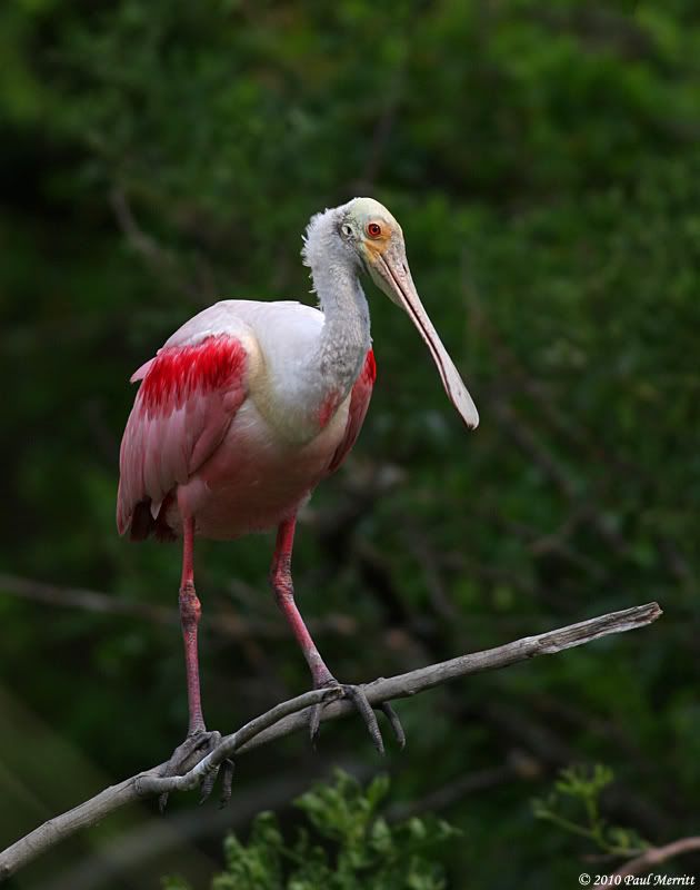 IMAGE: http://i60.photobucket.com/albums/h33/Airedale1/Spoon2.jpg