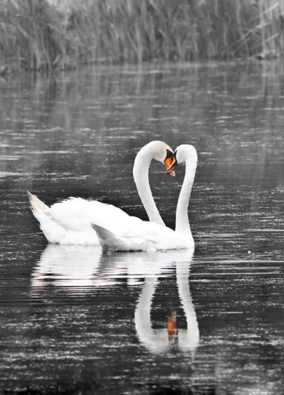 IMAGE: http://i60.photobucket.com/albums/h33/Airedale1/SwanLove.jpg